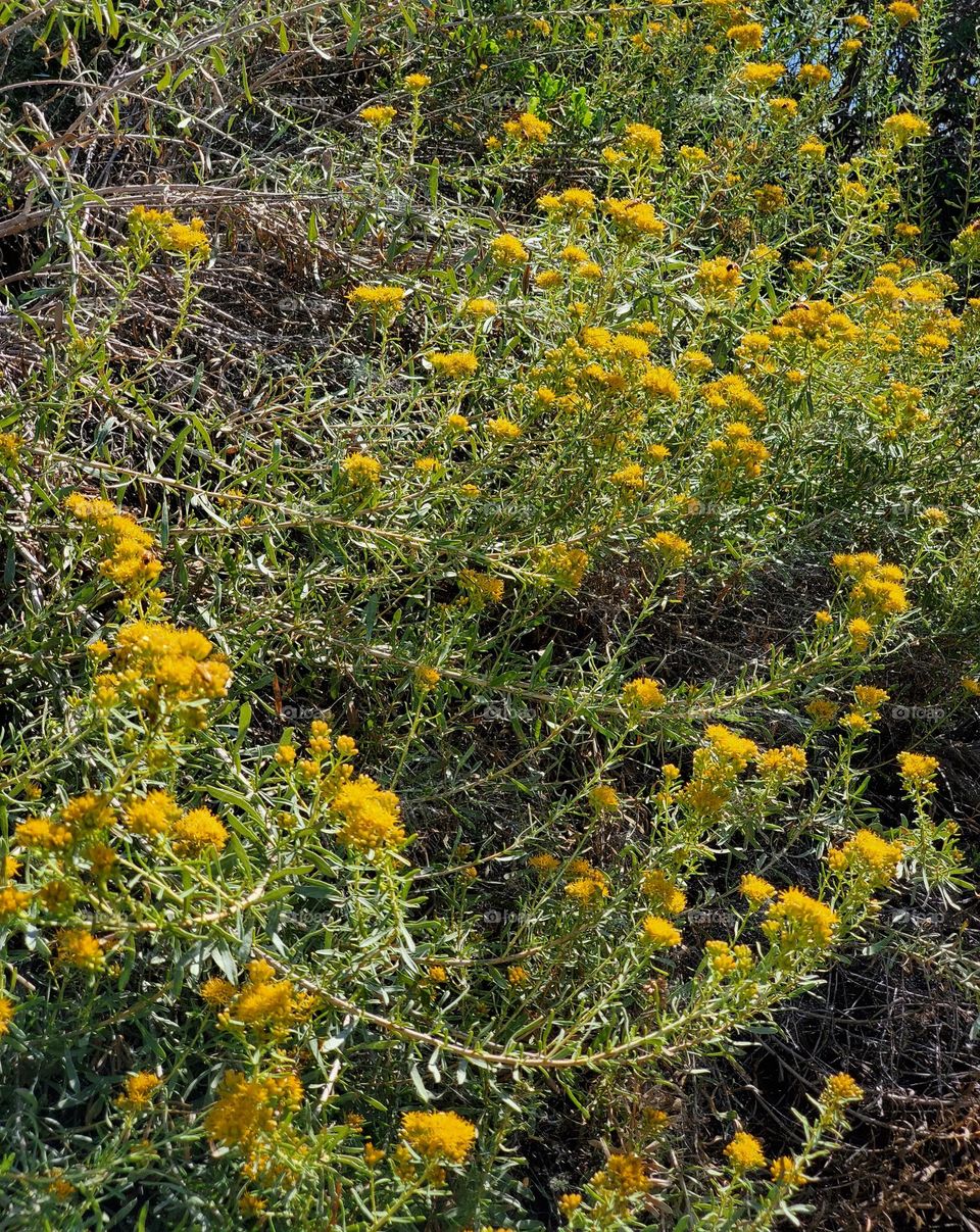 Summer Flowers in the Desert