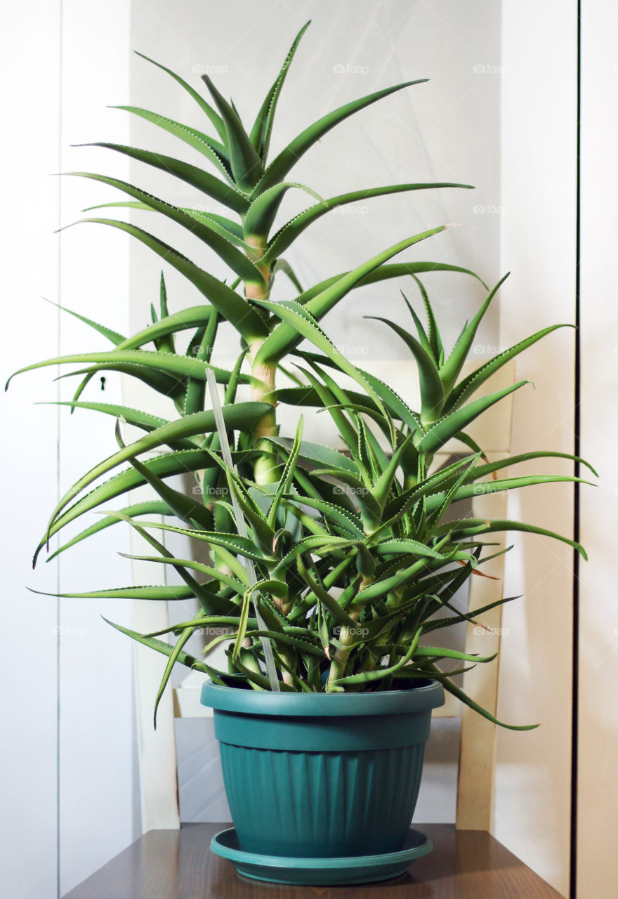 My crazy wild Aloe plant