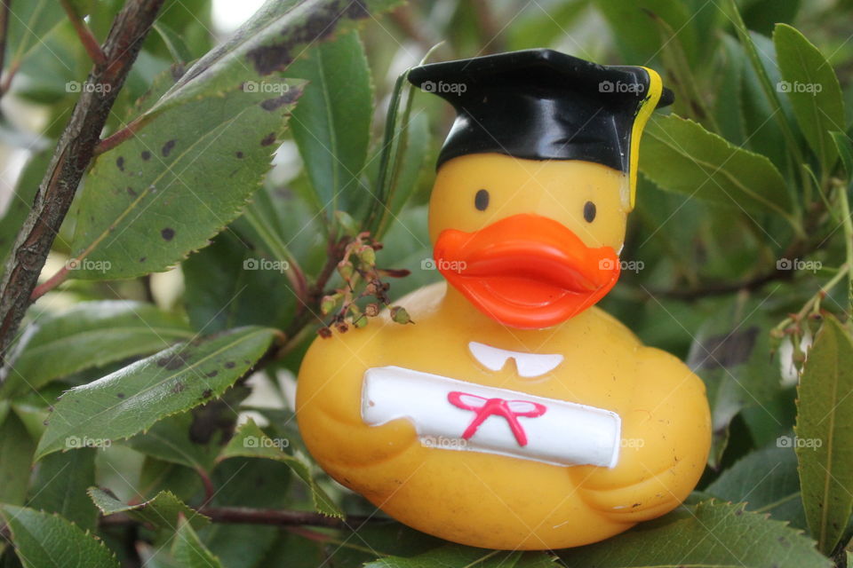 graduating ducky