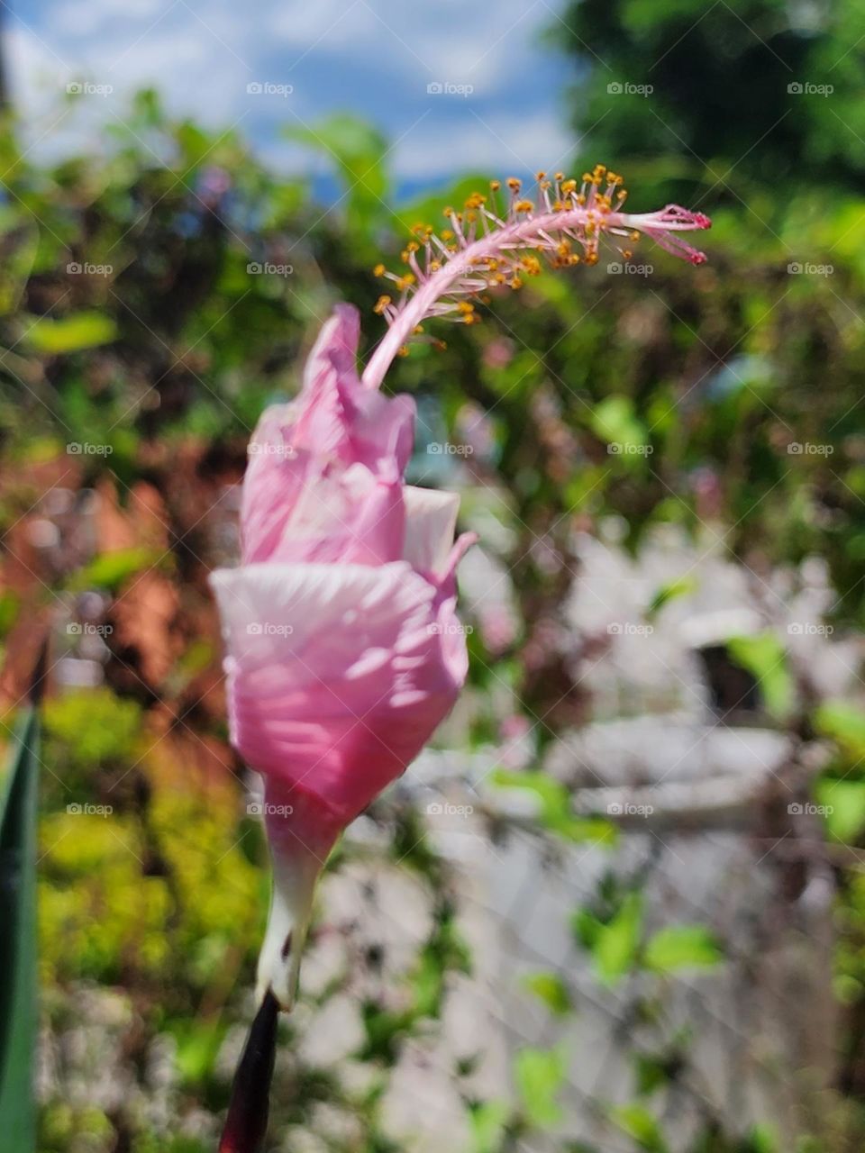 retrograde hibiscus petal