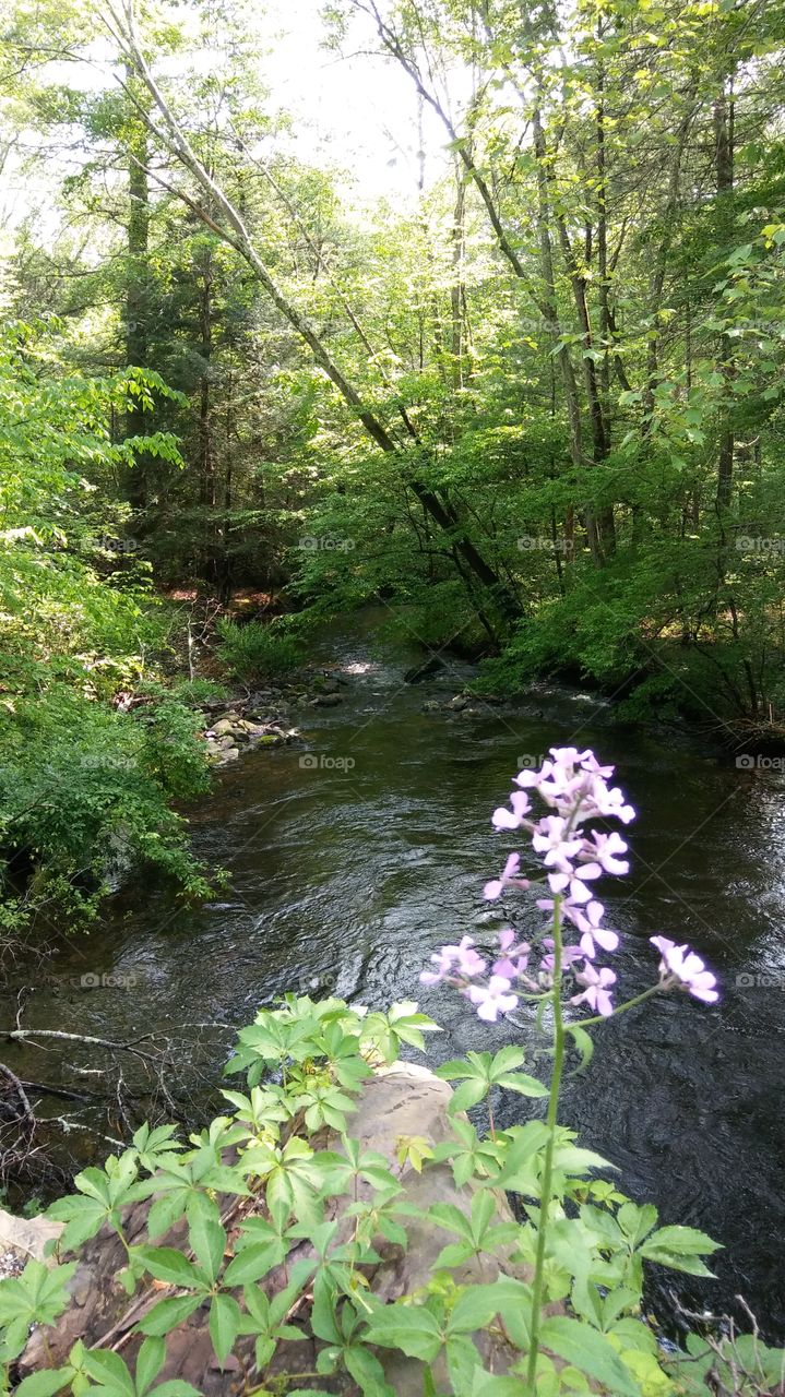 Lavender Flowers above the Creek