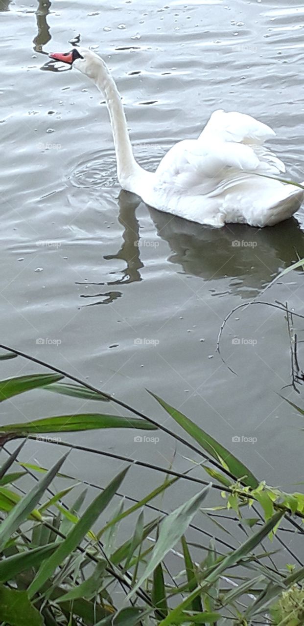 swan with  raised wings swimming very fast