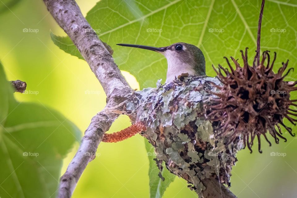 A mother Ruby-throated hummingbird patiently warms her two eggs. 