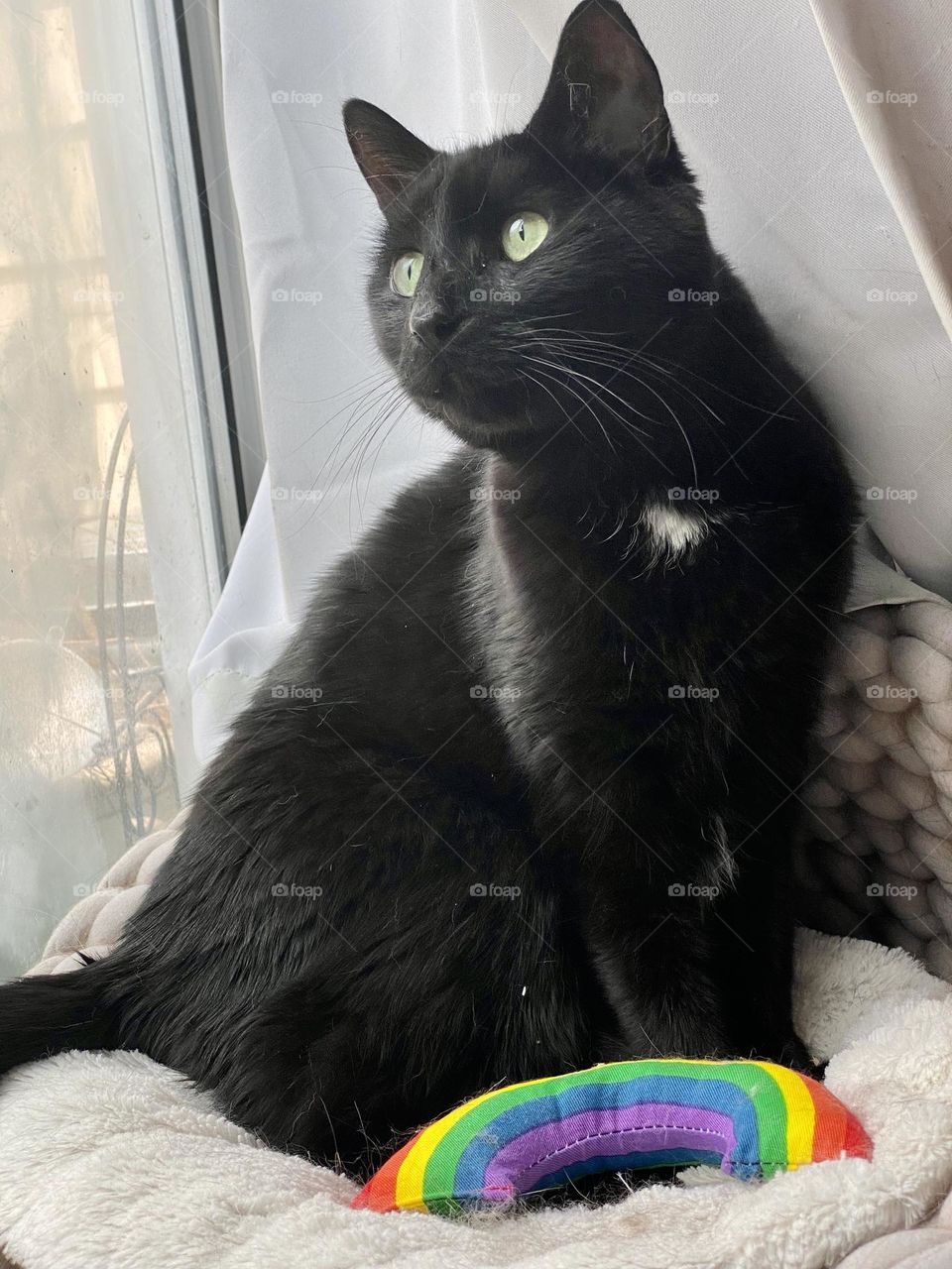 A black cat sitting in a cat bed by the window with a catnip rainbow