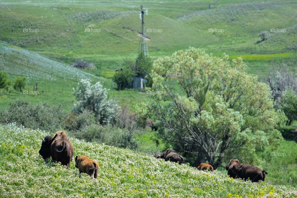 Buffalo North Dakota