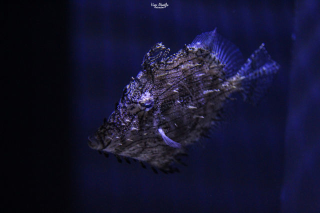 The Fish