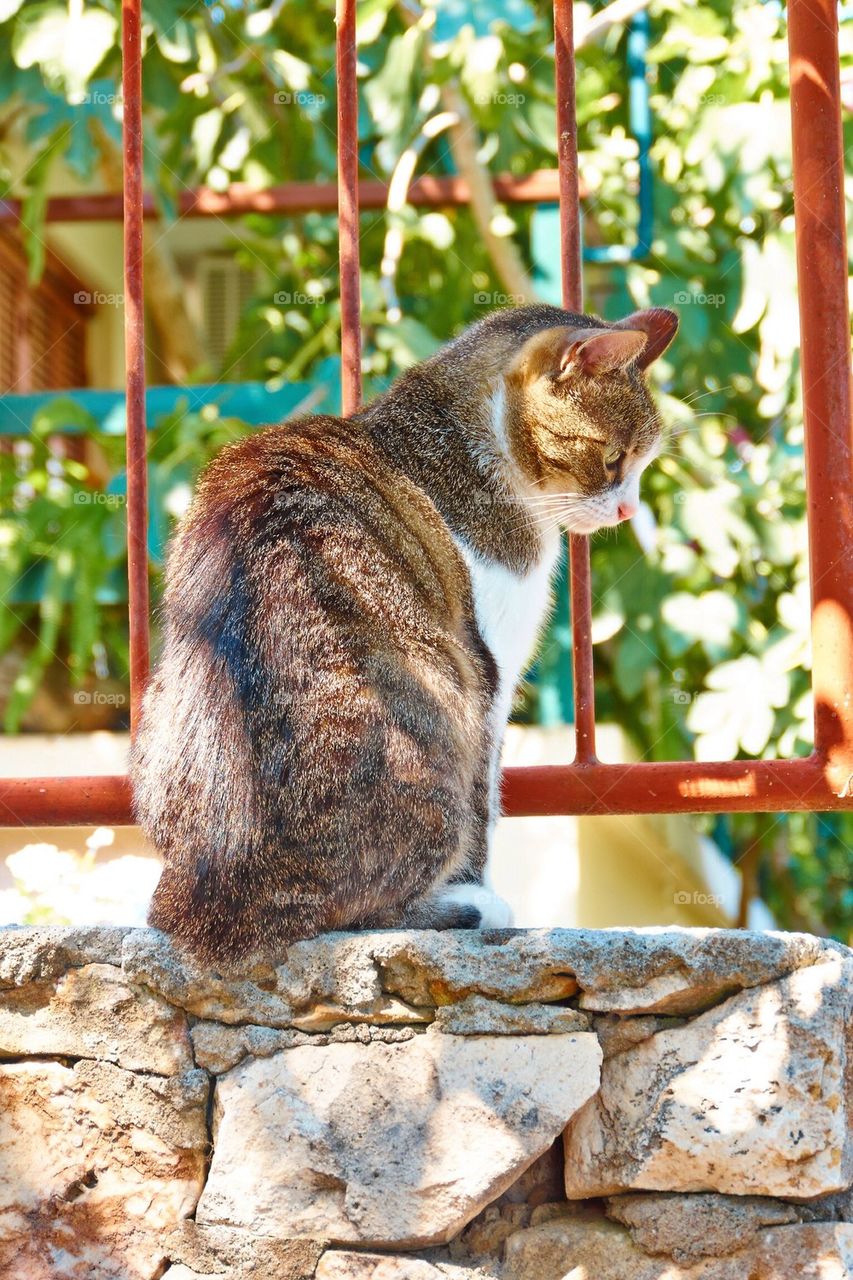 Cat in garden