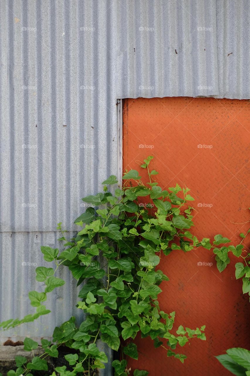 wild plants cover the zinc door of the house.