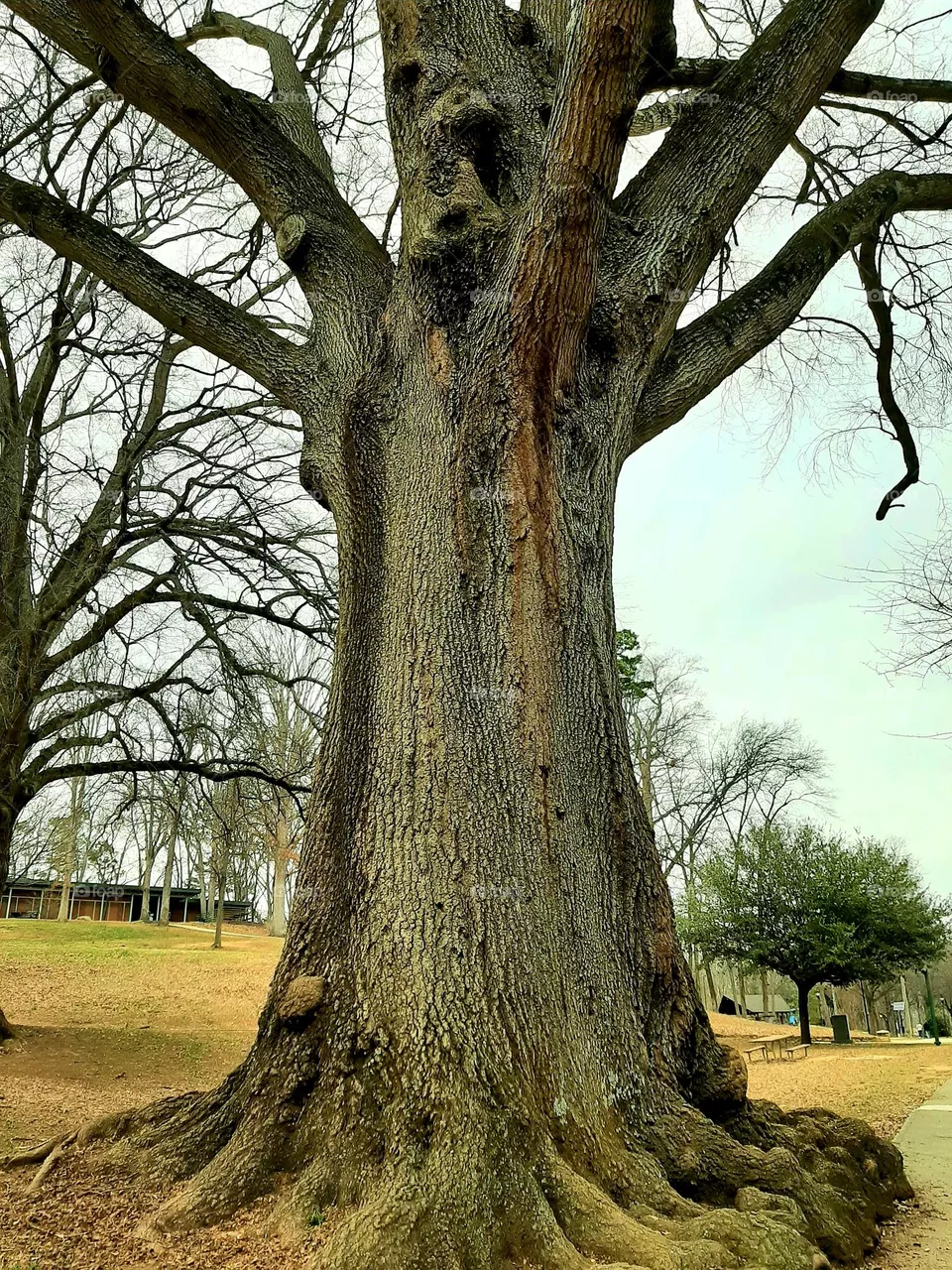 Oak tree