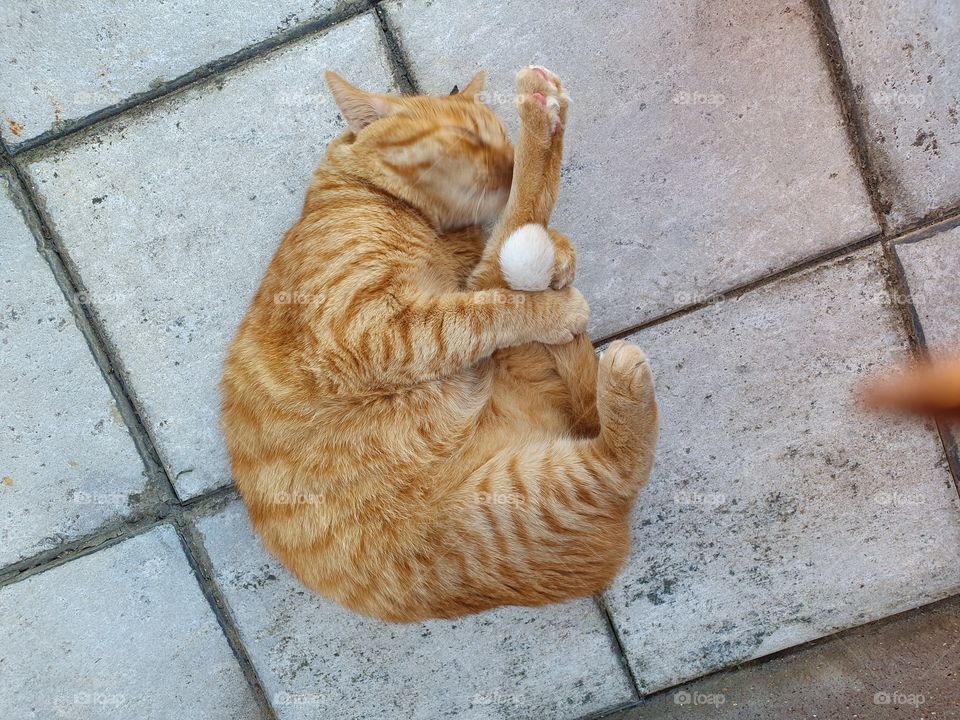 ginger cat yoga
