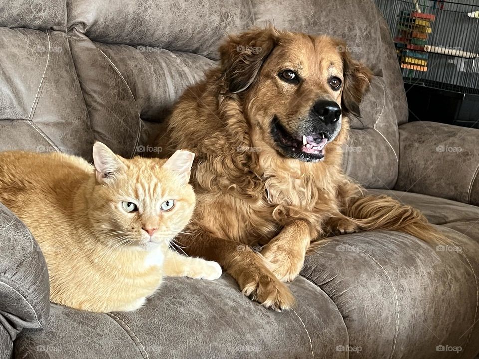 Orange Kitty and Clyde 