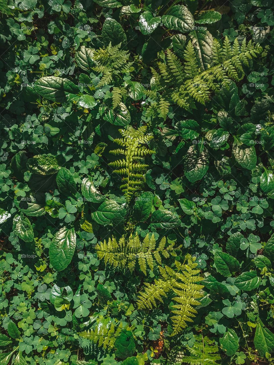 Green leaves plants 