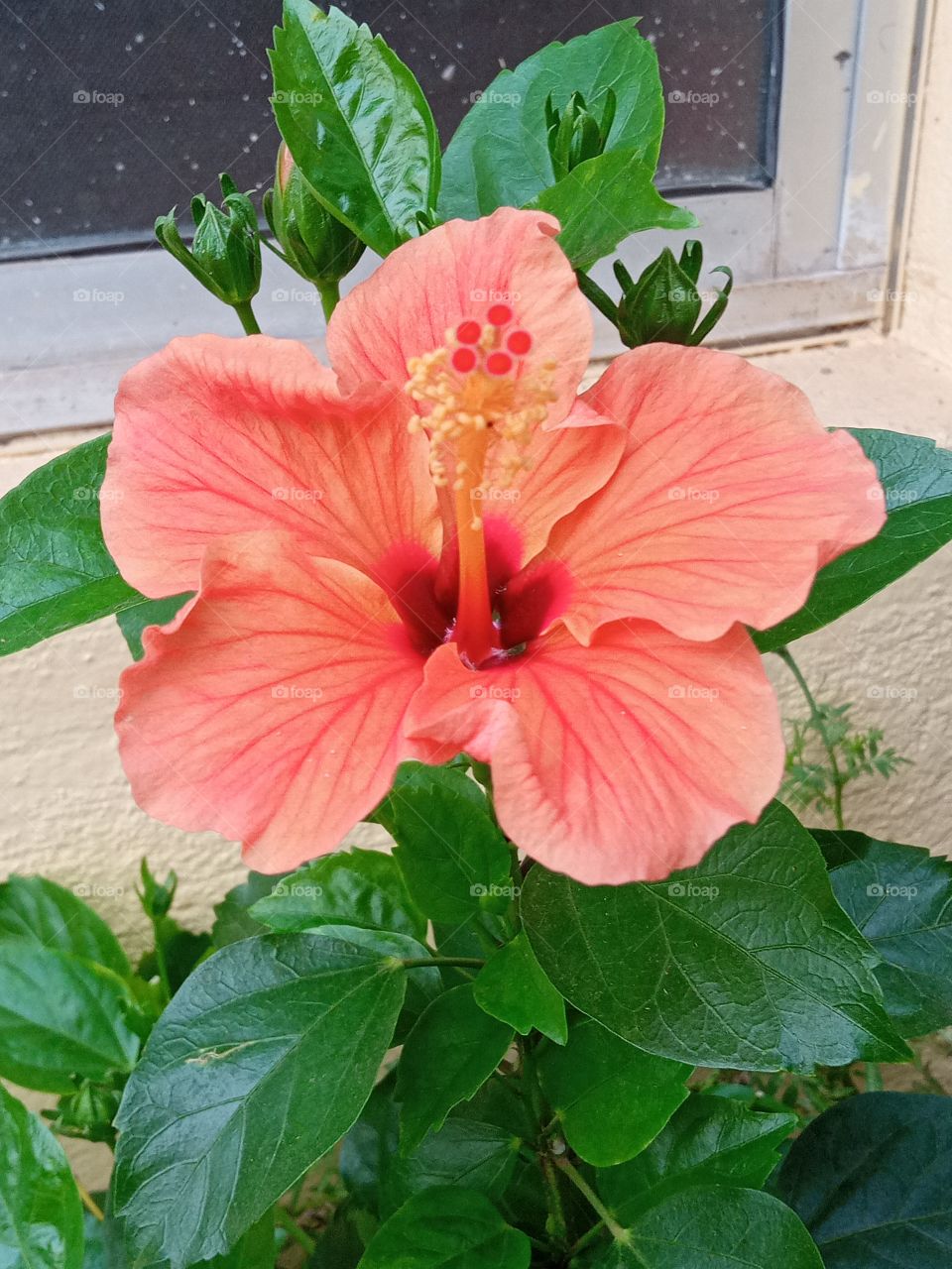 beautiful hibiscus🌺