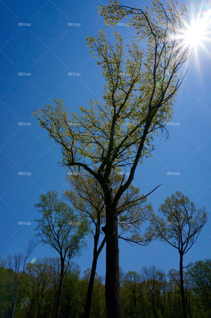 Nature. Tall Trees in the Sunshine