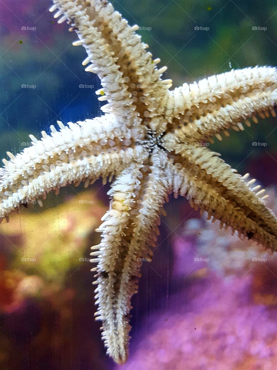 close-up of my star fish