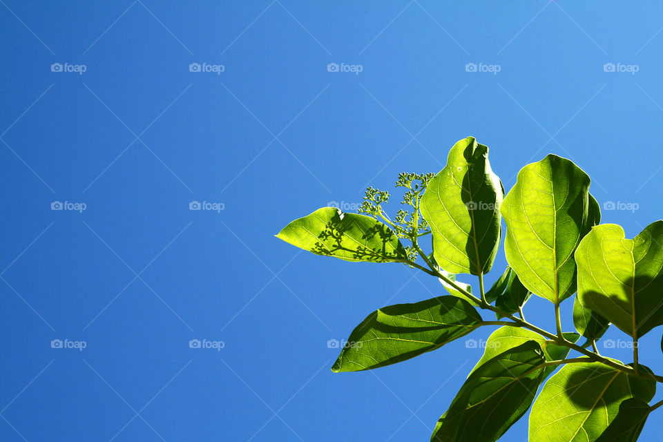 Sunlight against leaves and clear sky