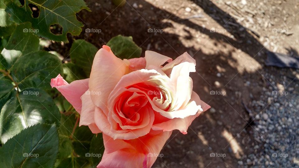 Siamese Rose