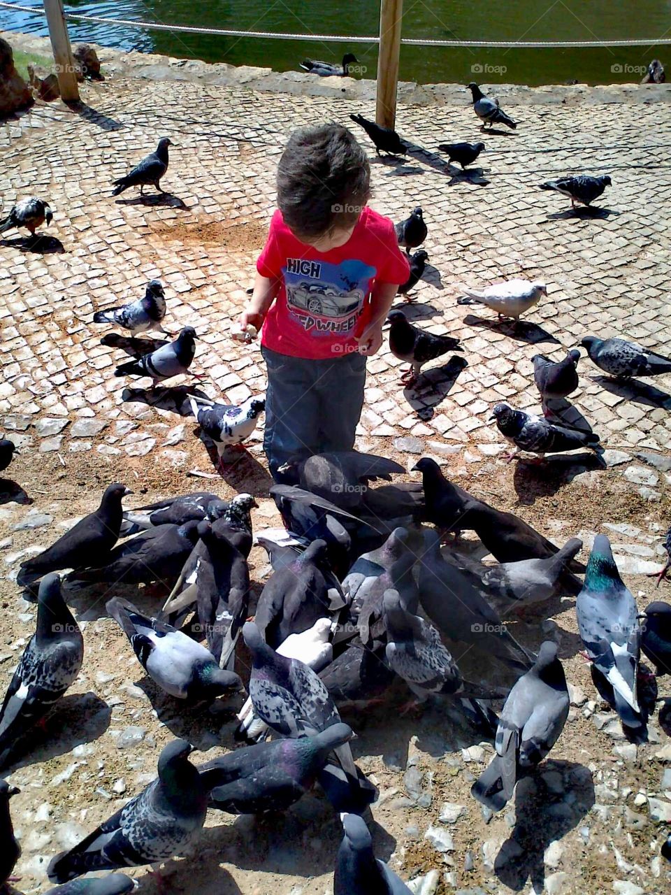 Criança rodeada de pombos