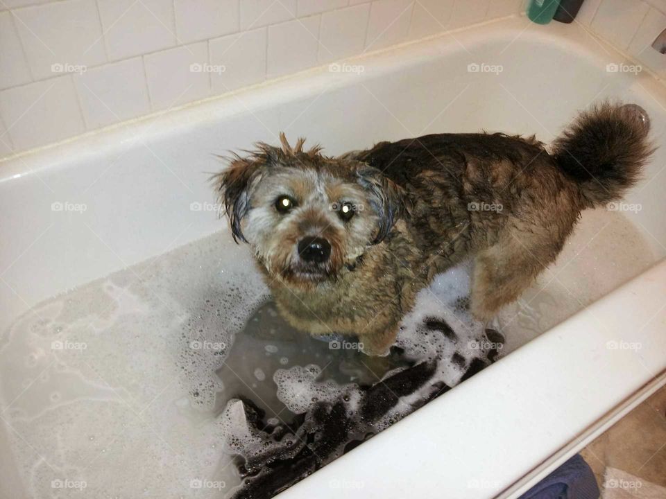 Dog in tub