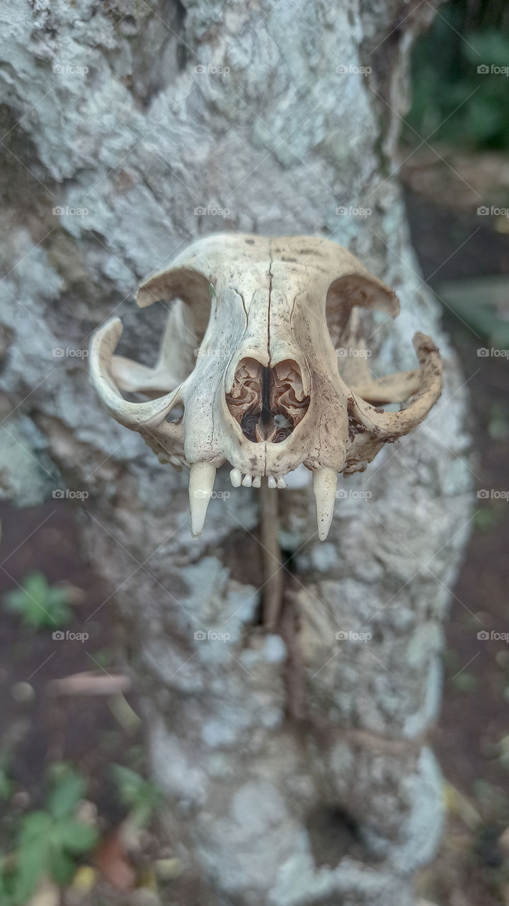 un edited wild cat skull that i found on graveyard