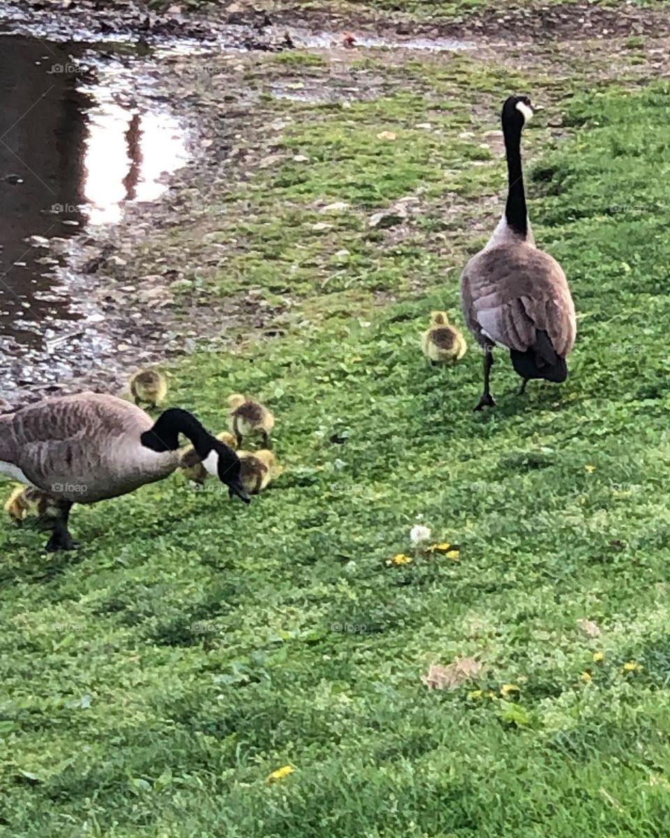 Goose geese gosling galore 