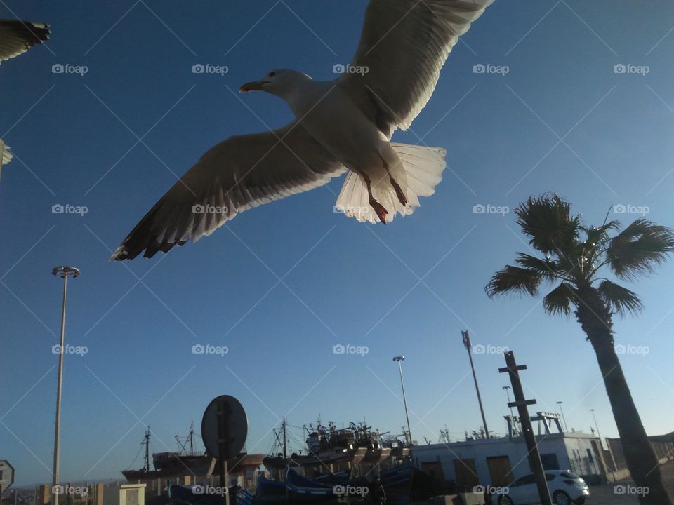 Beautiful flying seagull cross the sky.