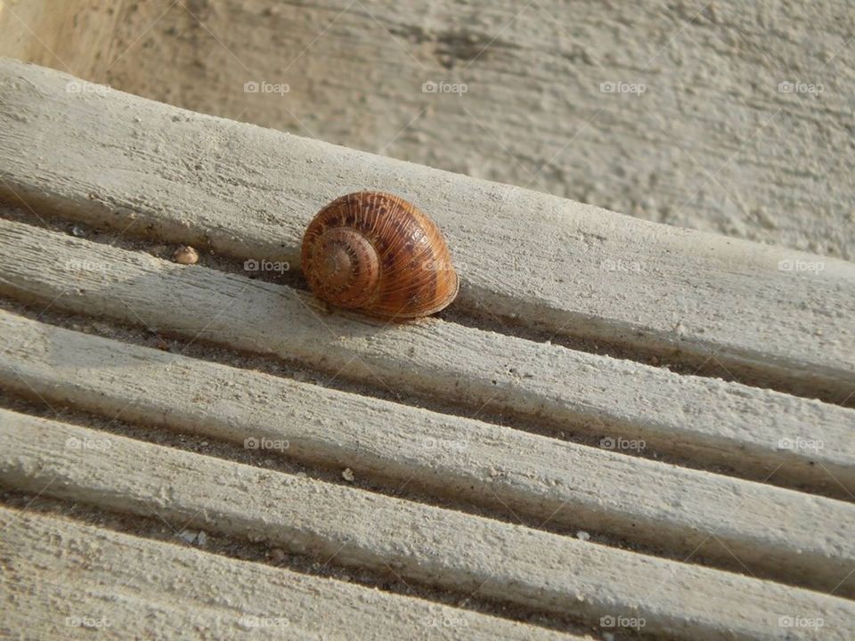 Snail Time