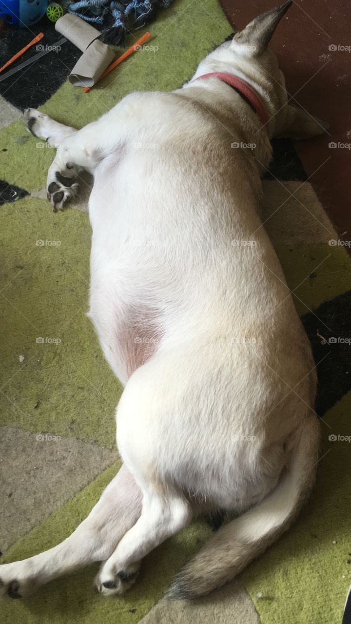 Resting doggo 