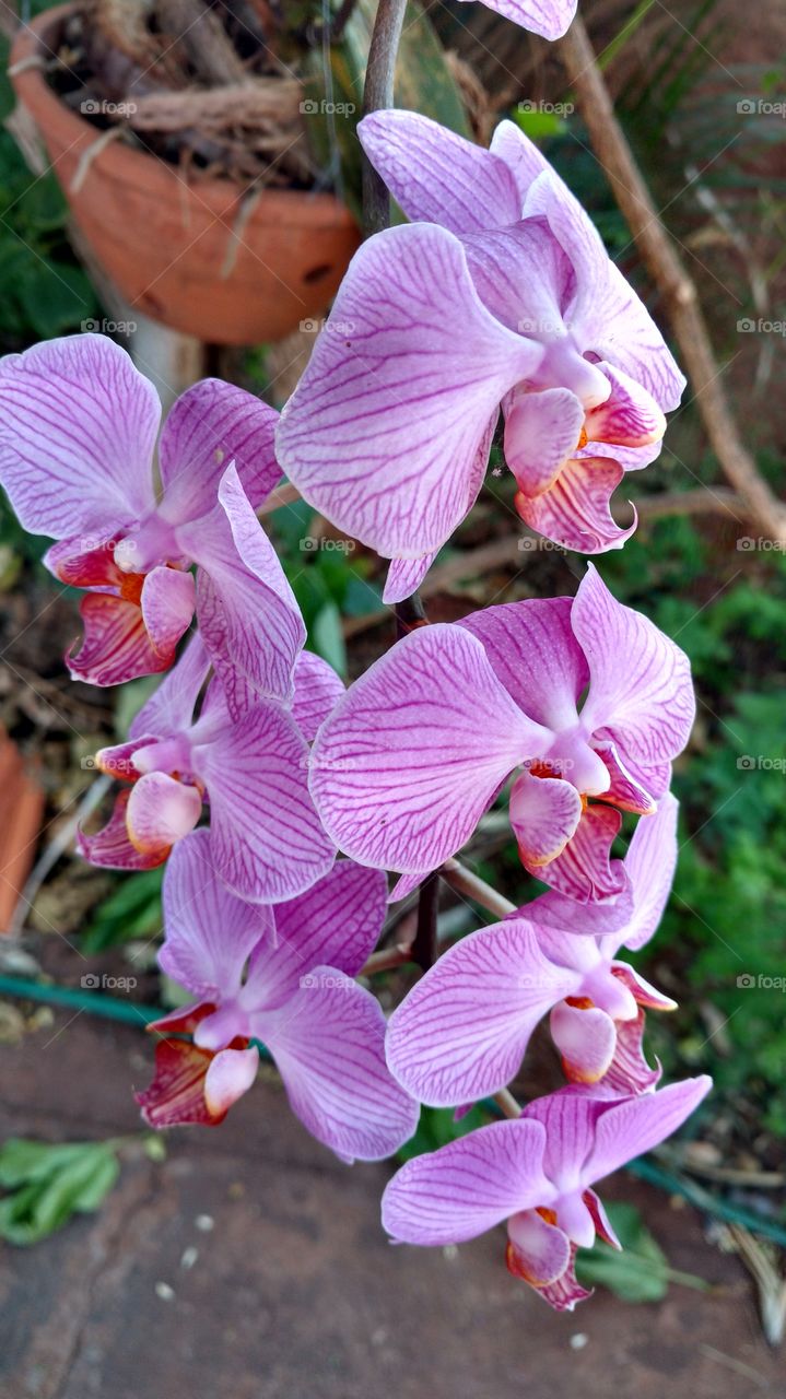 Gosta de orquídeas? Florezinhas grossas lisas, suaves, delicadas...