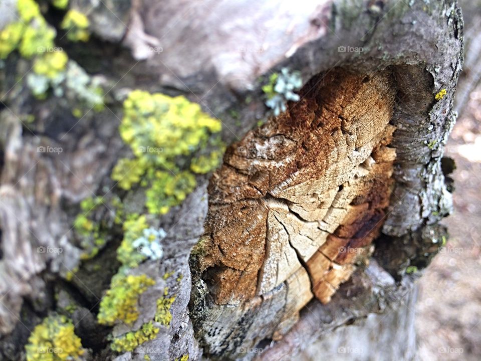 Close-up of stump with moss