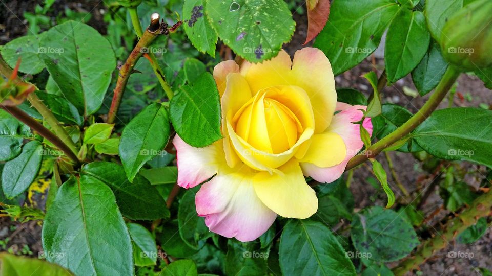 Roses are not always red!! 😉. One beauty rose!