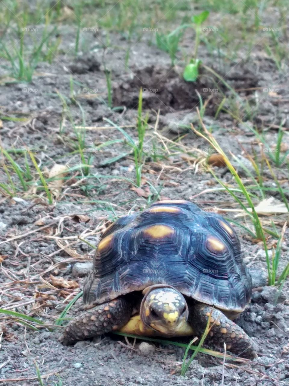 A little turtle in the garden