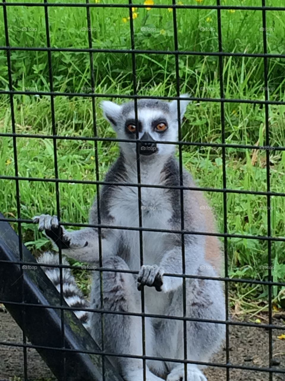 Ring-tailed lemur camperdown park Dundee 