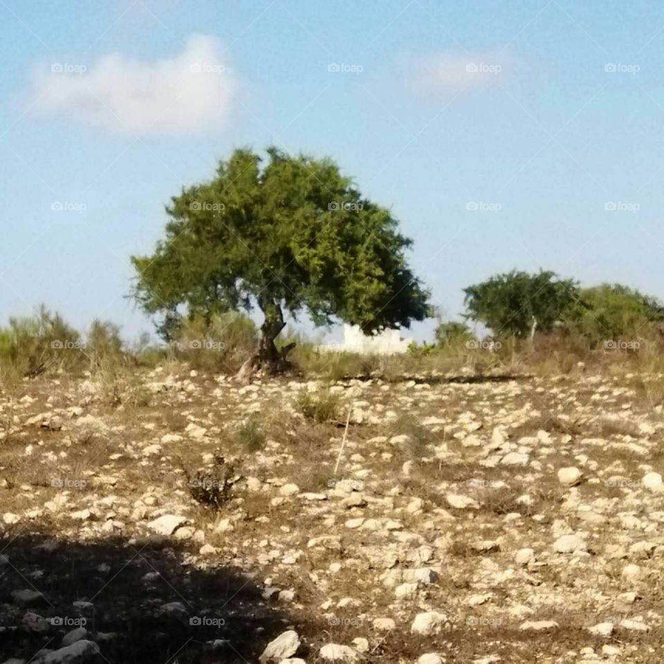 Argania spinosa tree at essaouira city in Morocco