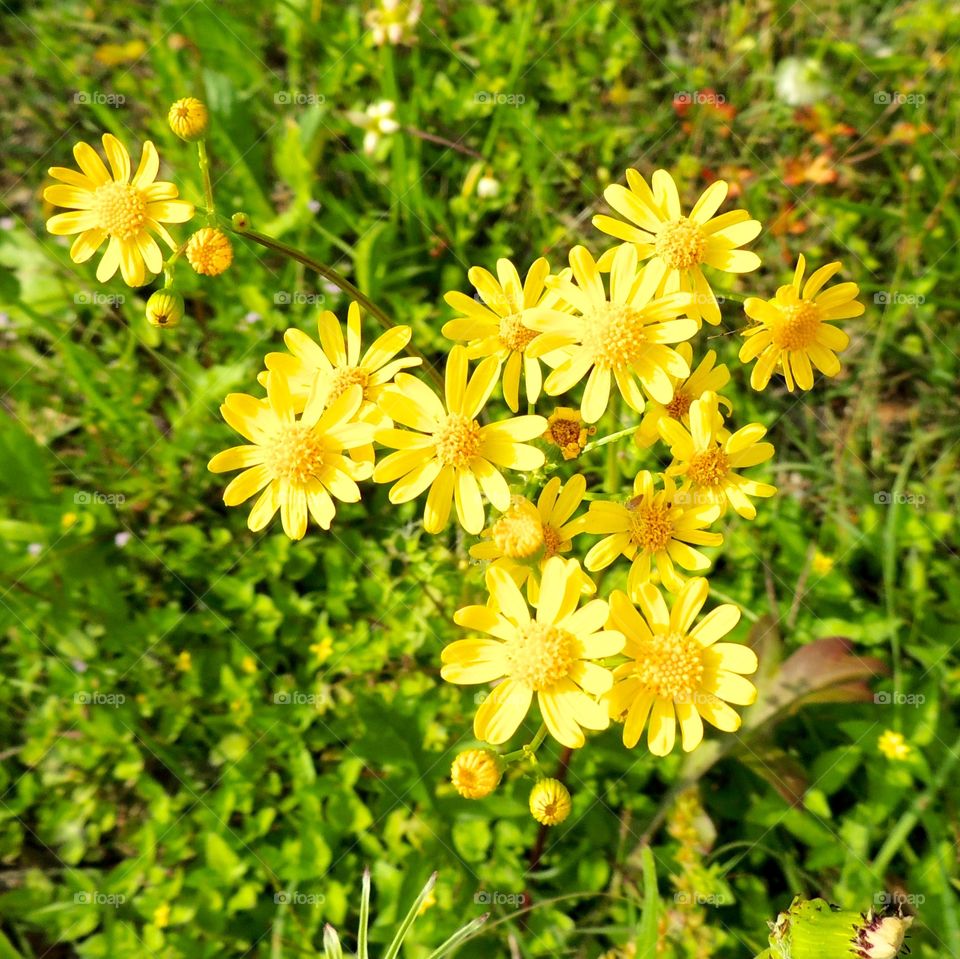 Yellow daisies 