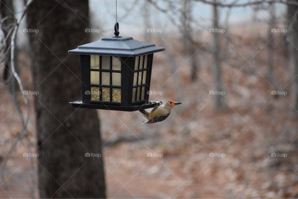 Downy woodpecker hanging onto bird feeder