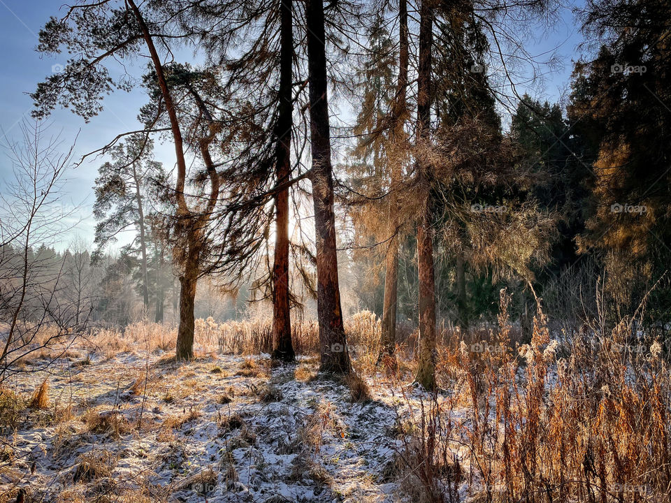 Winter landscape in sunny forest in December 