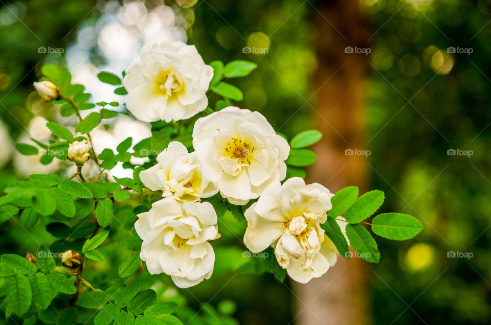 White rose bush and bokeh
