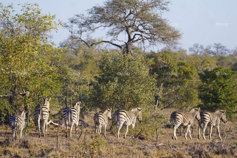 Seven zebras roaming the bush in South Africa 