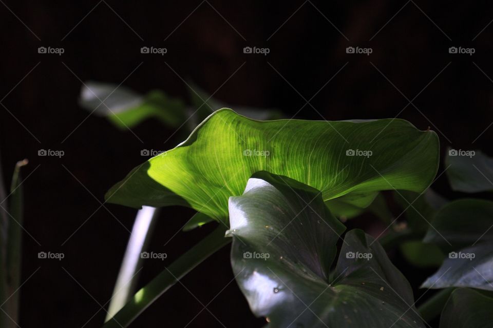 Sun light on a calla lily leaf 