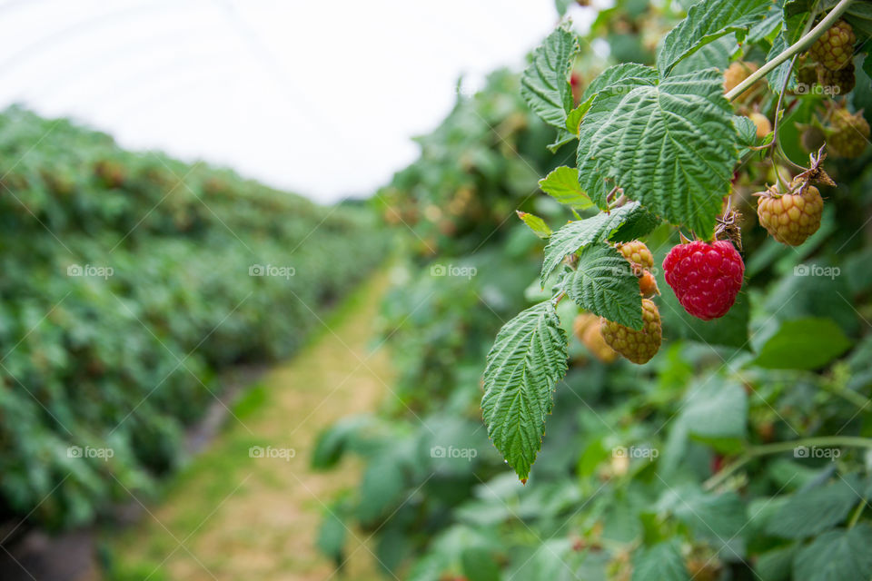 Raspberry bushes on a farm were tou can pick for your self outside Malmö in Sweden.