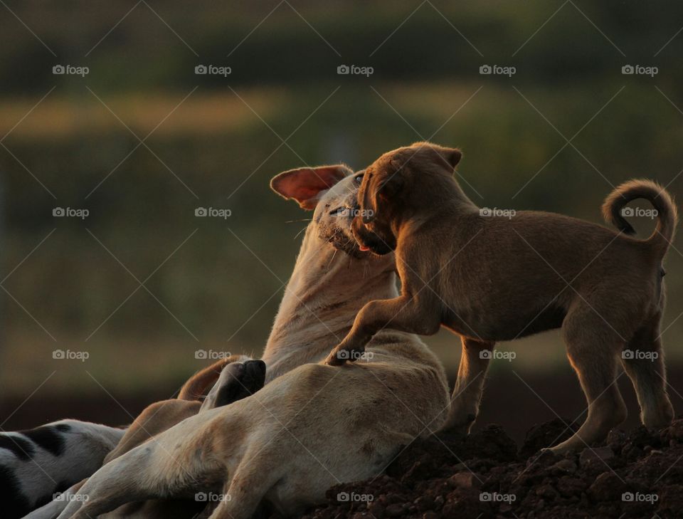 Close-up of dog family