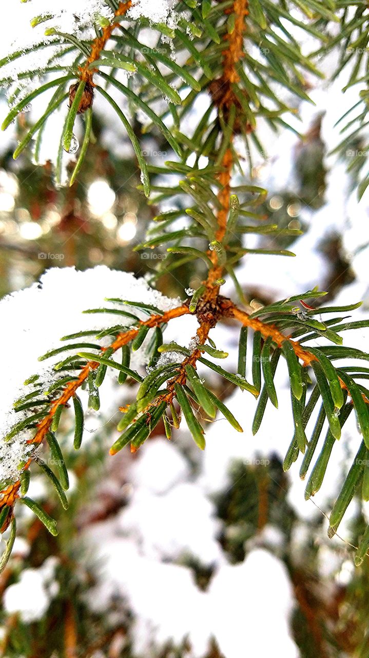 snow covered pine needles in the forest