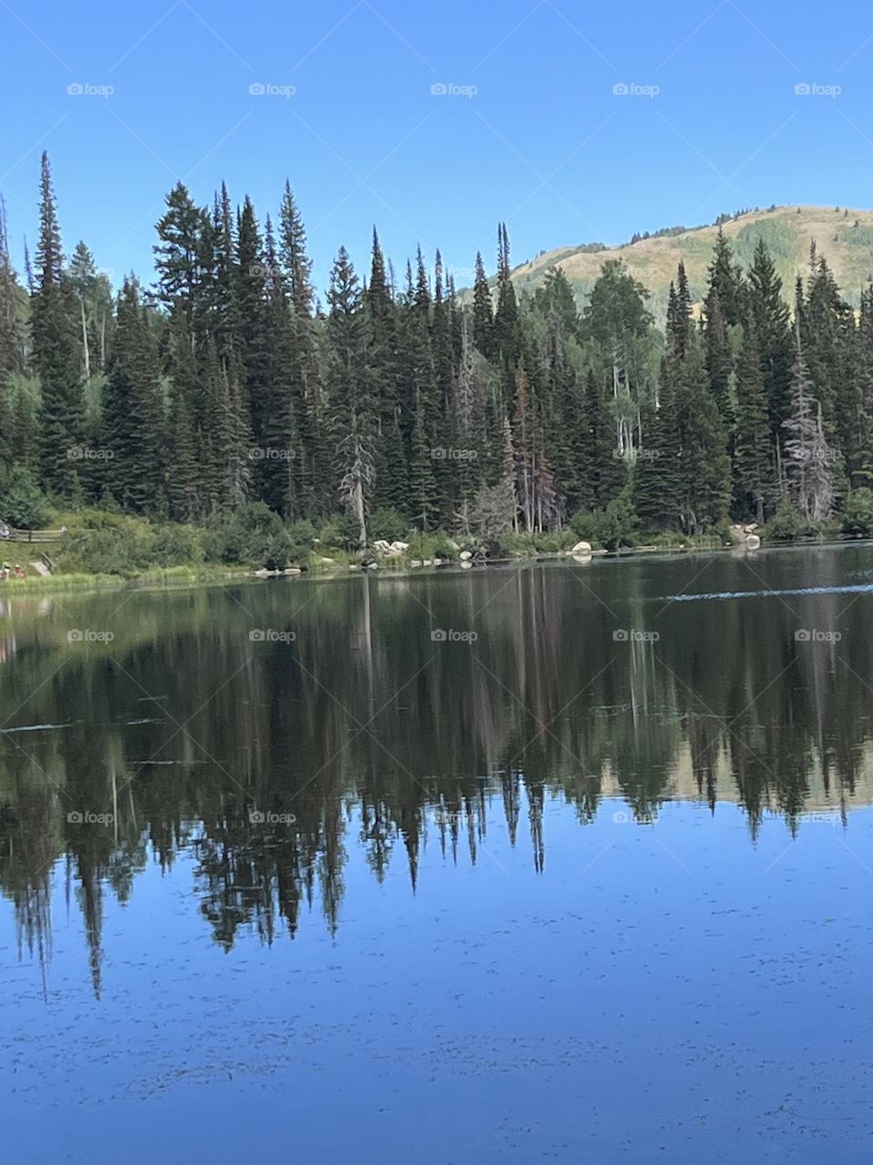 Water by the lake in Utah so beautiful and peaceful Look at how trees reflects the water double vision 