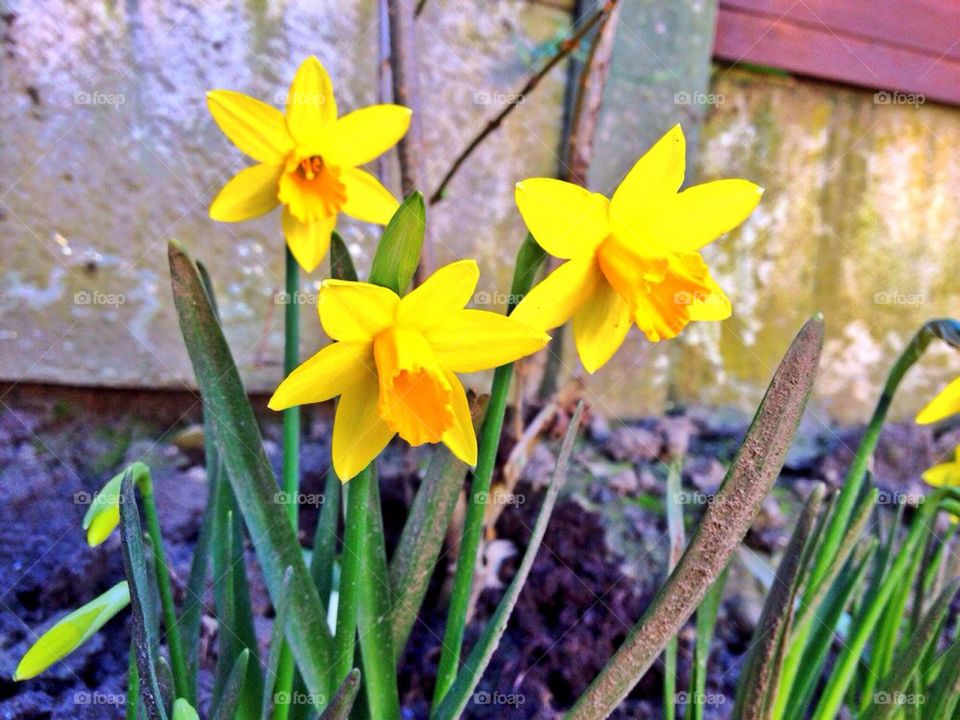 Easter daffodils. 