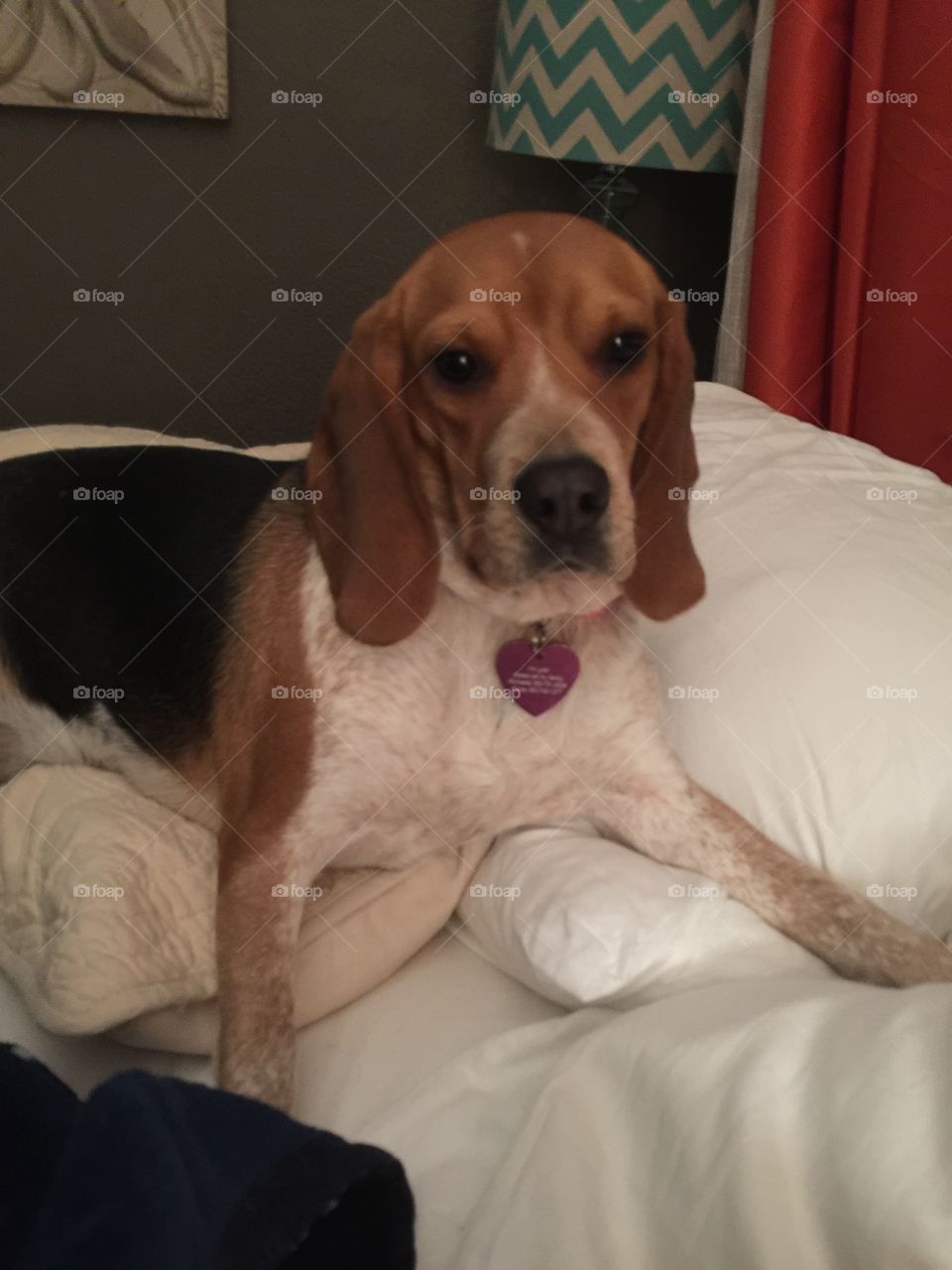 Ginger was so ready to go to bed. She's giving me a dirty look 