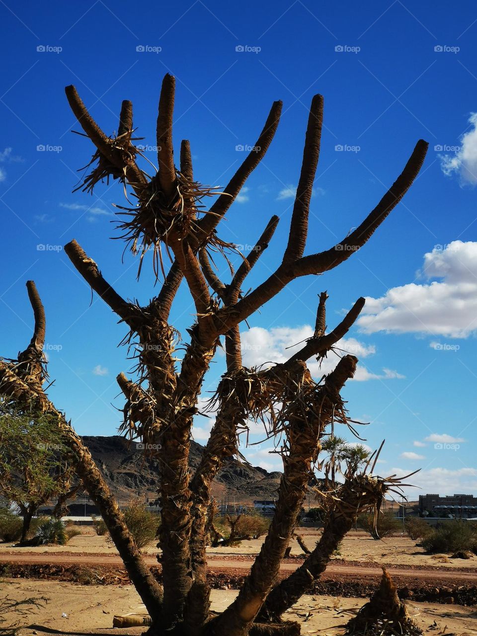 Drought affected trees