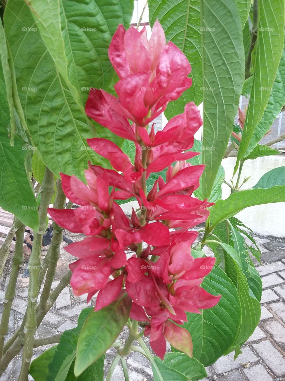 Typical flower from northeastern Brazil.