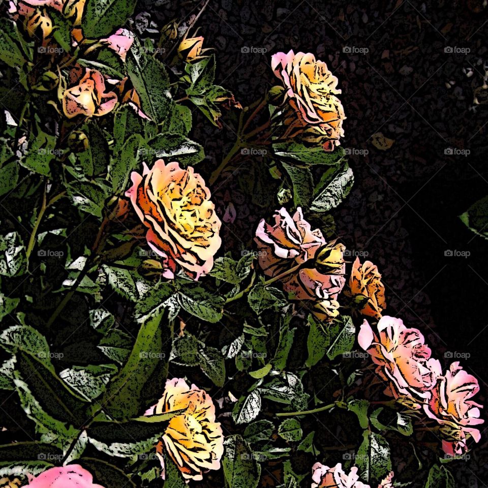 Abstract view of yellow and pink yellow roses 