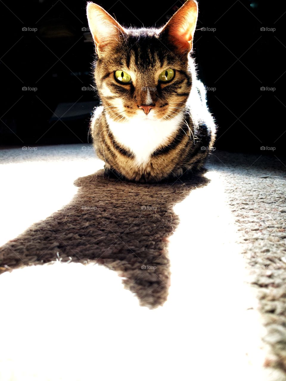 Beautiful tabby cat with green eyes laying on the floor, backlit from sunshine coming in a window and casting a large shadow on the ground. 